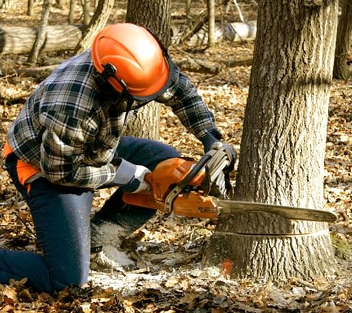 Tree Removal in Union Church, MS